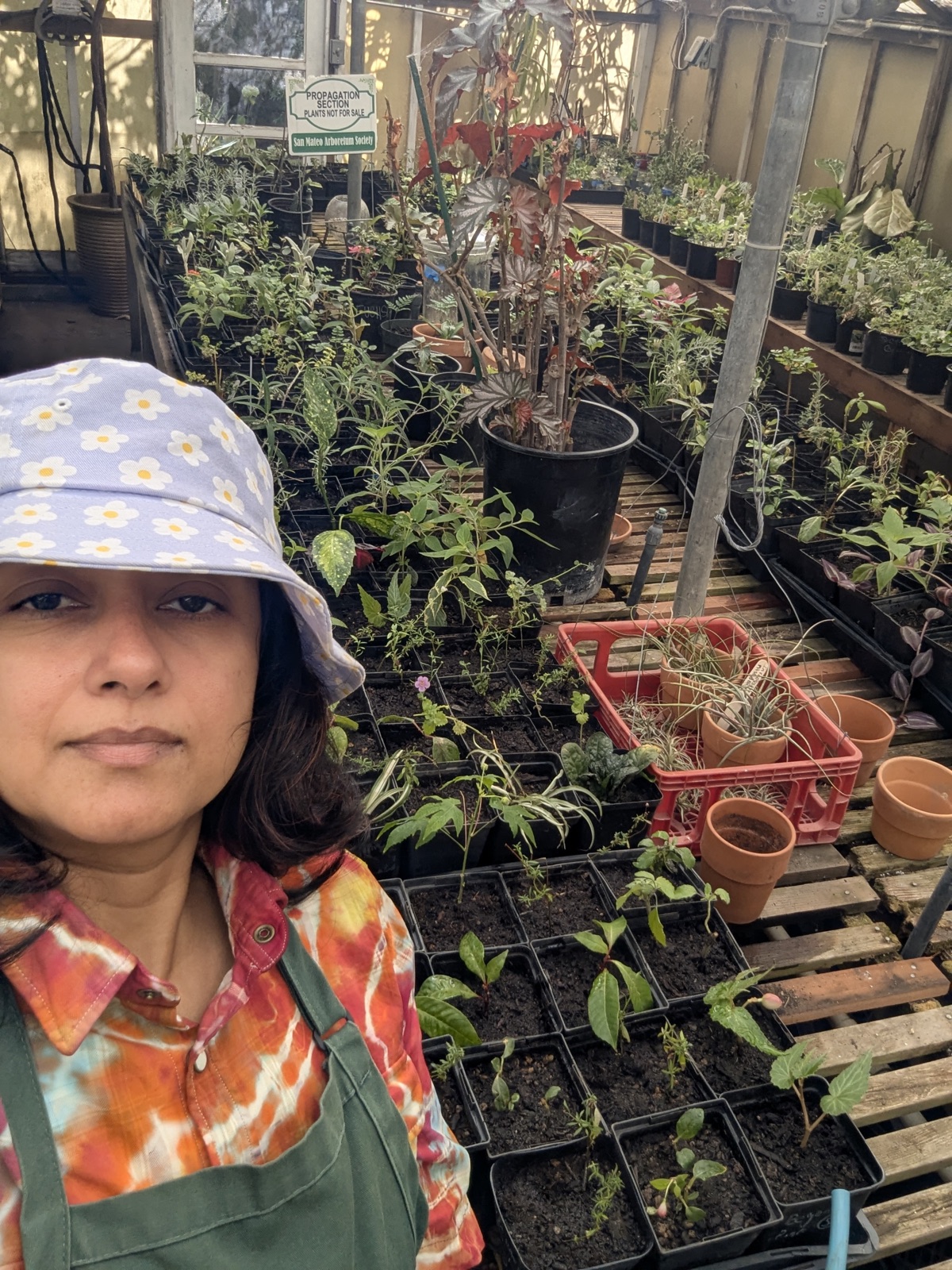 Me in a bucket hat and green apron in the Arboretum's propagation greenhouse, with trays of young plants behind me