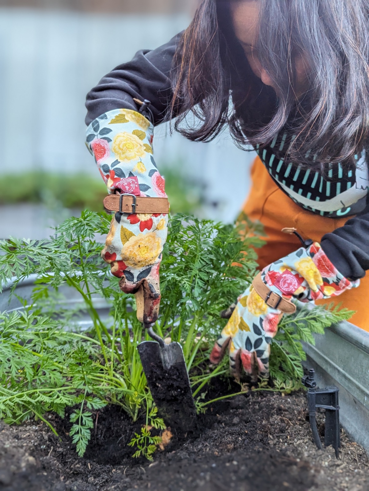 Me in floral garden gloves, working a trowel into a raised bed of carrots