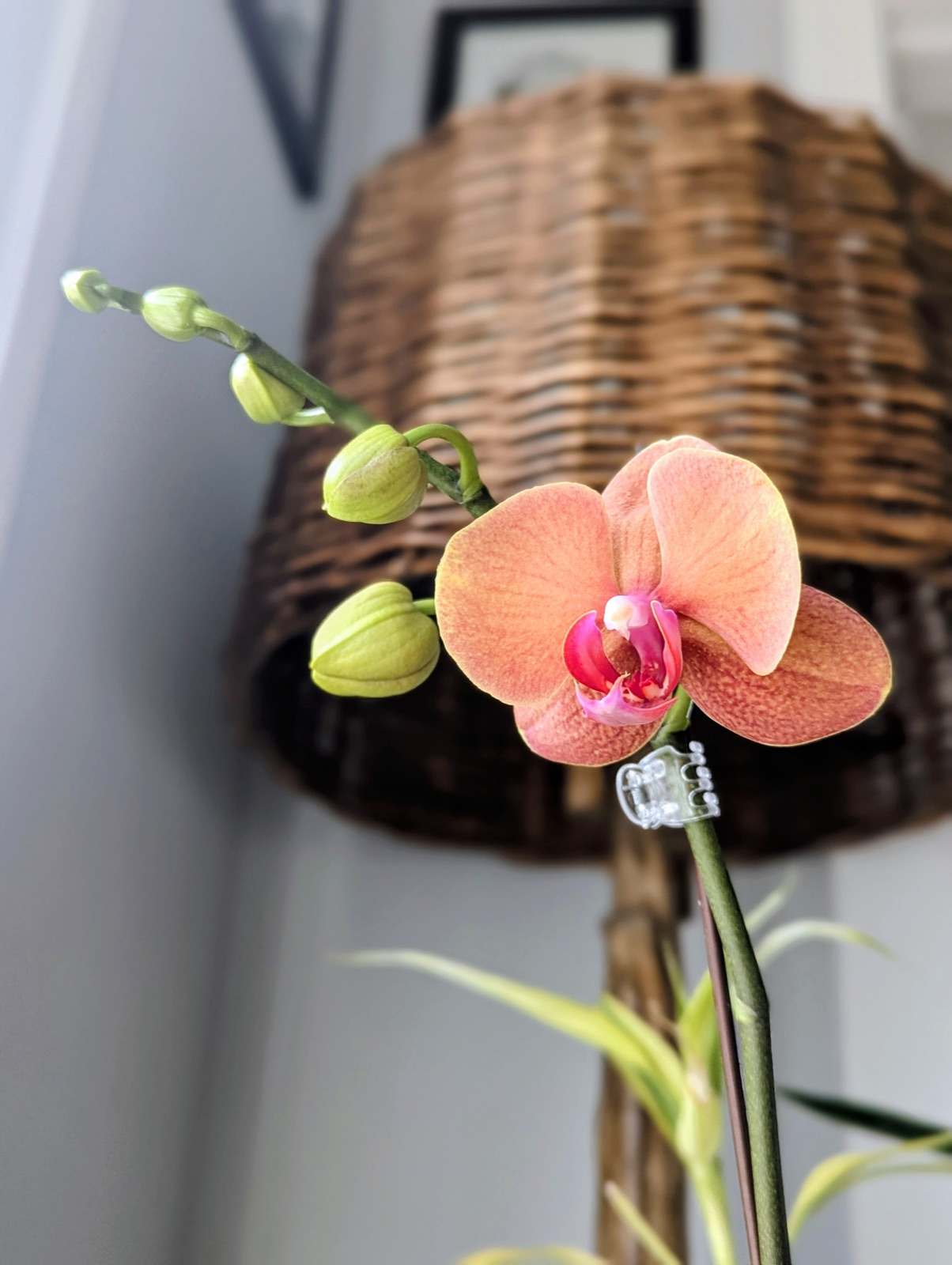 The rescued phalaenopsis: an orange and red flower with buds on the spike, in front of a wicker lampshade