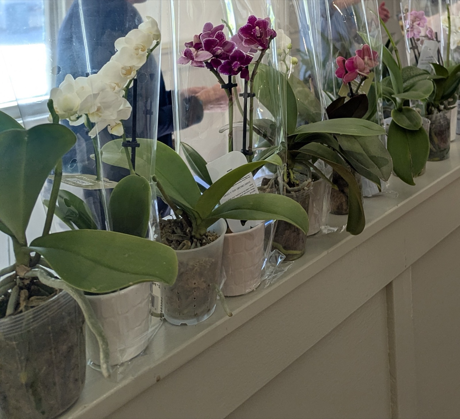 Orchids for sale at the Arboretum orchid seminar, September 2026