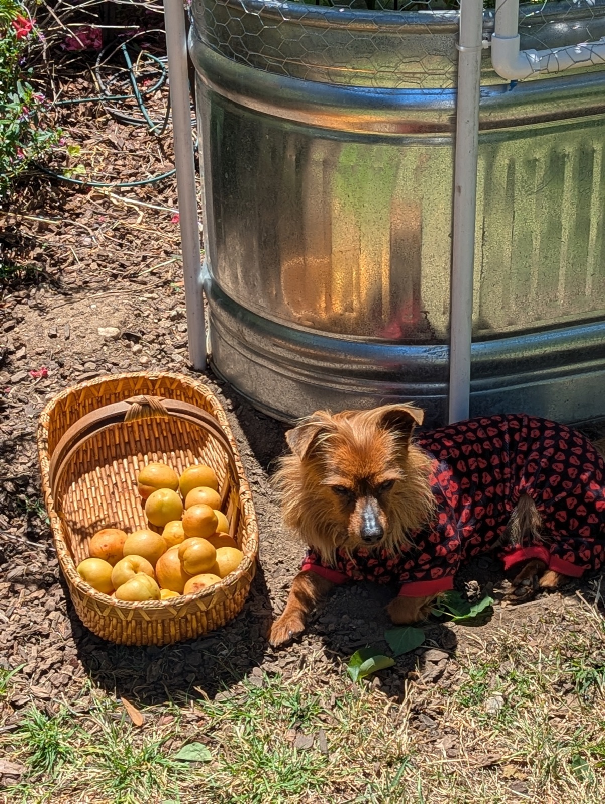 Apricots with Max, June 2025