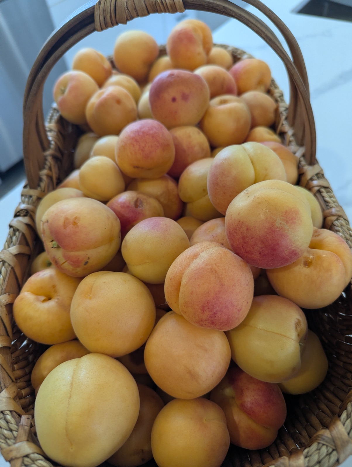 Apricot harvest, June 2026