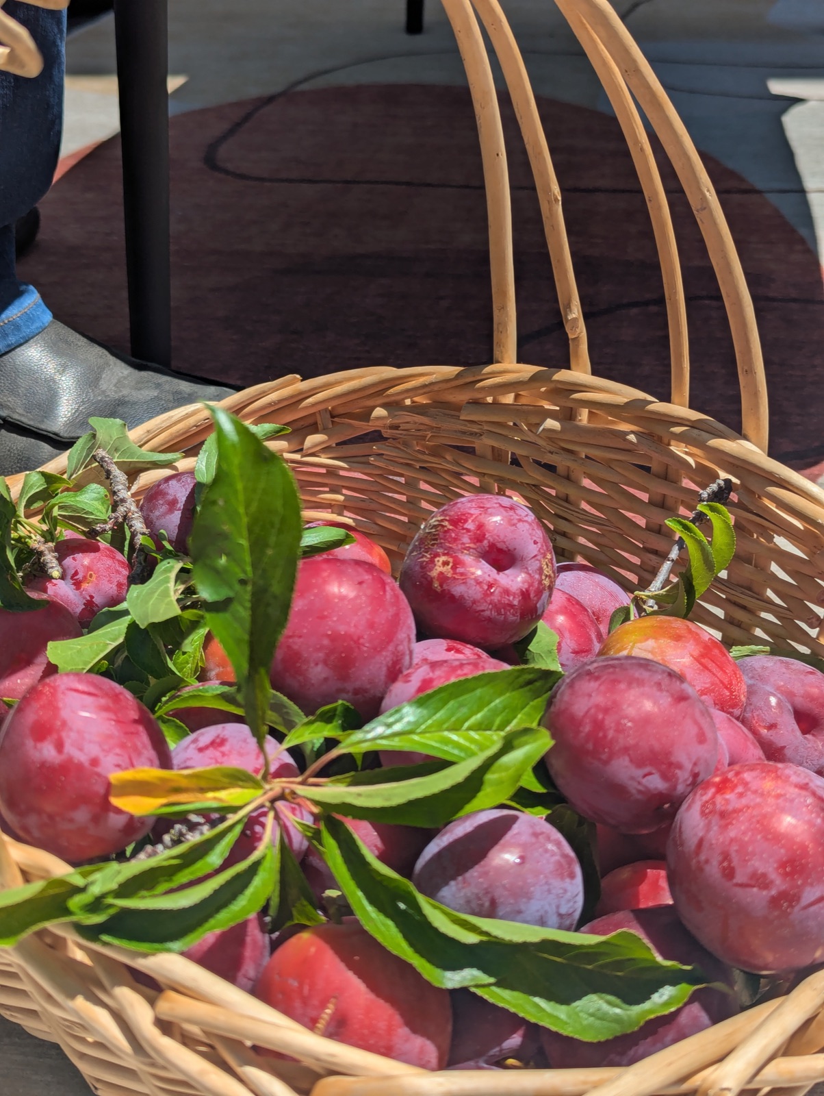 One of the last plum harvests of 2025