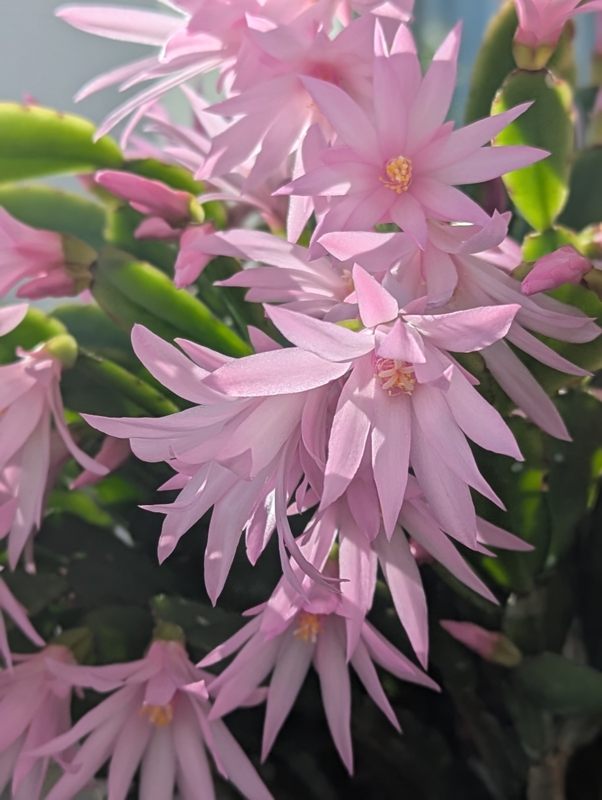 Spring cactus in bloom, April 2025