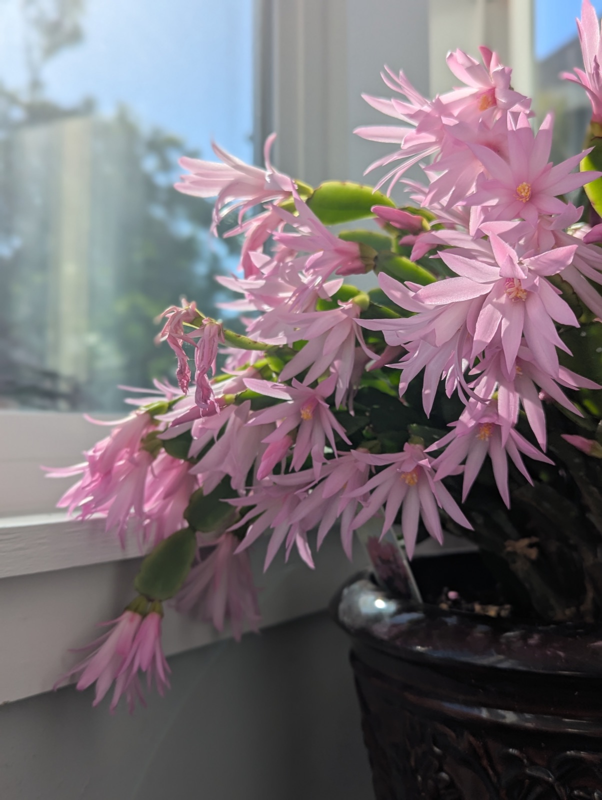 Spring cactus in the sunroom, April 2025