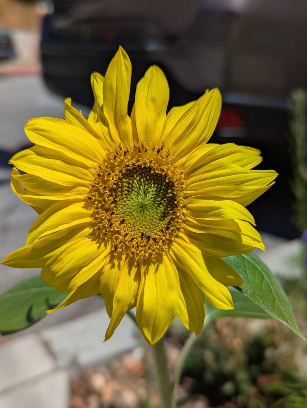 Sunflower, a California native, August 2025