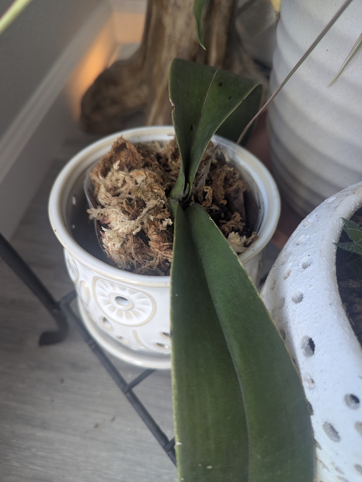 New leaves in fresh moss, September 2026