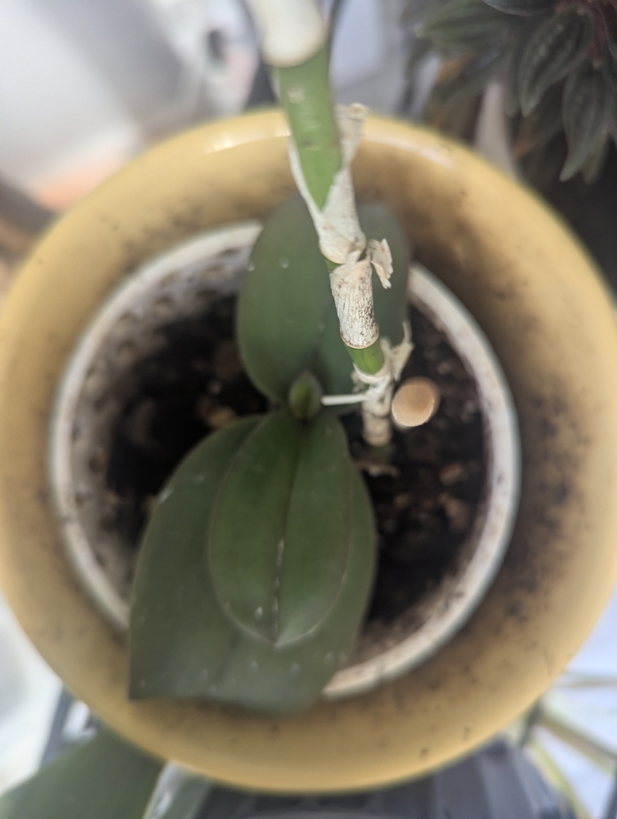 Repotted into a smaller plastic orchid pot, September 2026