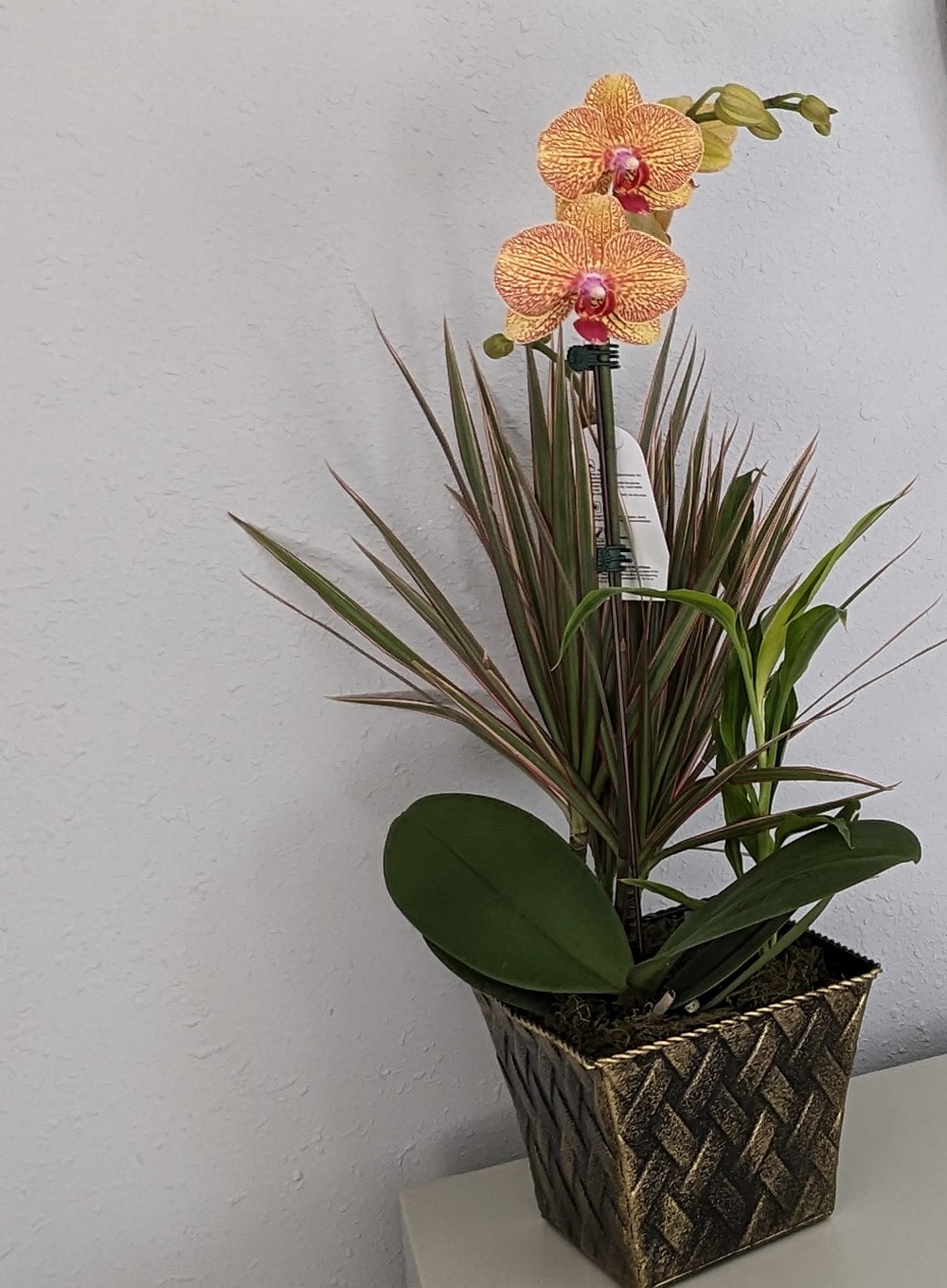In bloom, December 2023