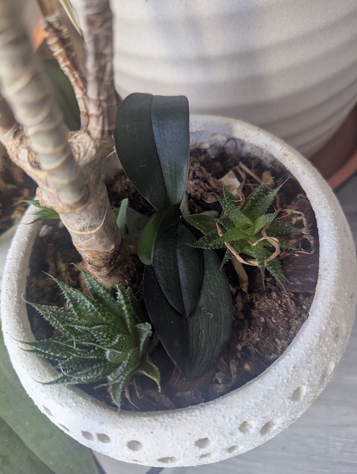 September 2026: too big a pot, and sharing it with other plants
