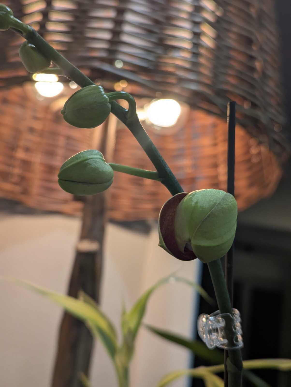 In bud, the night before it opened