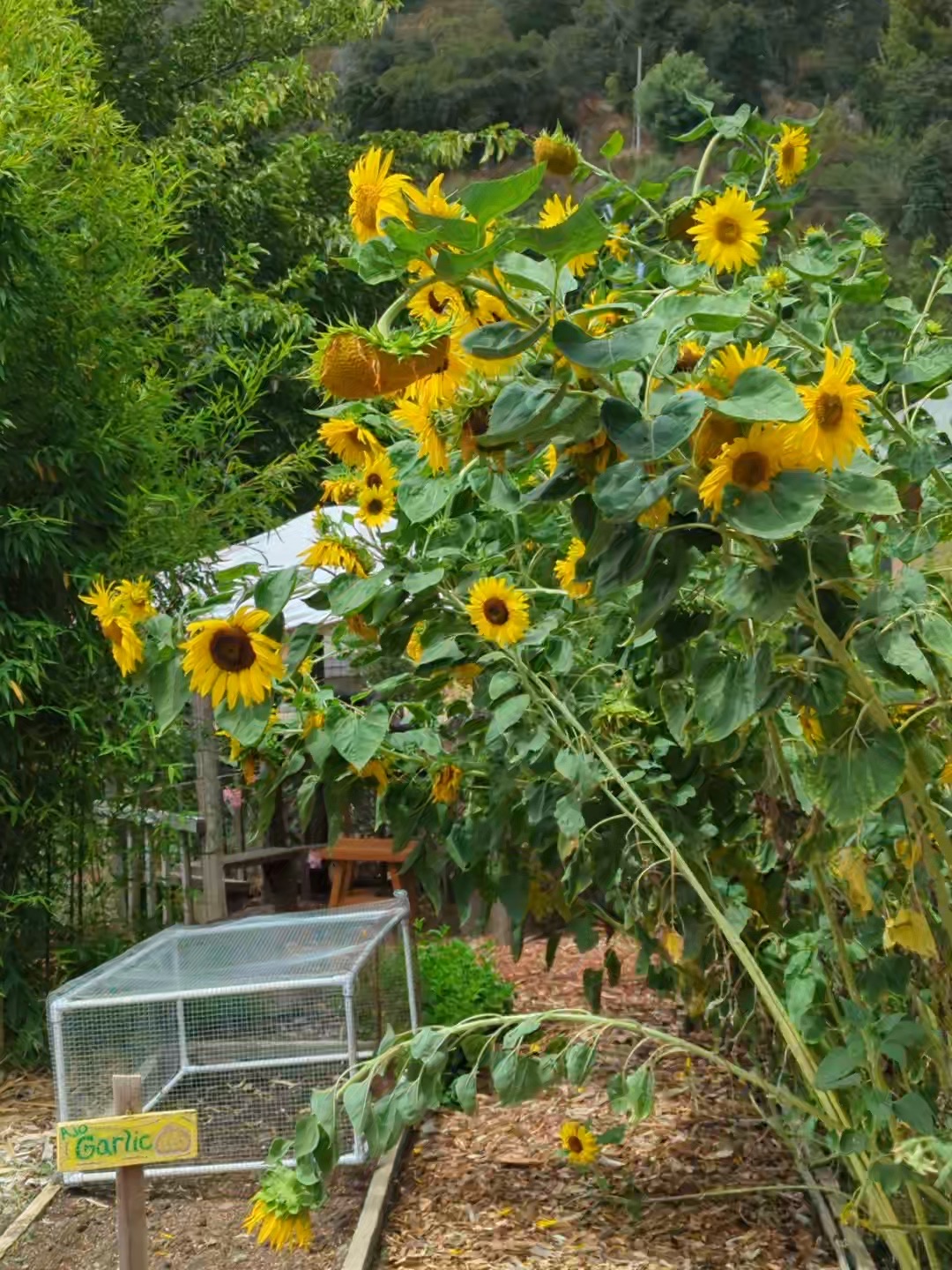 Sunflowers in the organic pollinator garden at Hidden Villa, Los Altos Hills