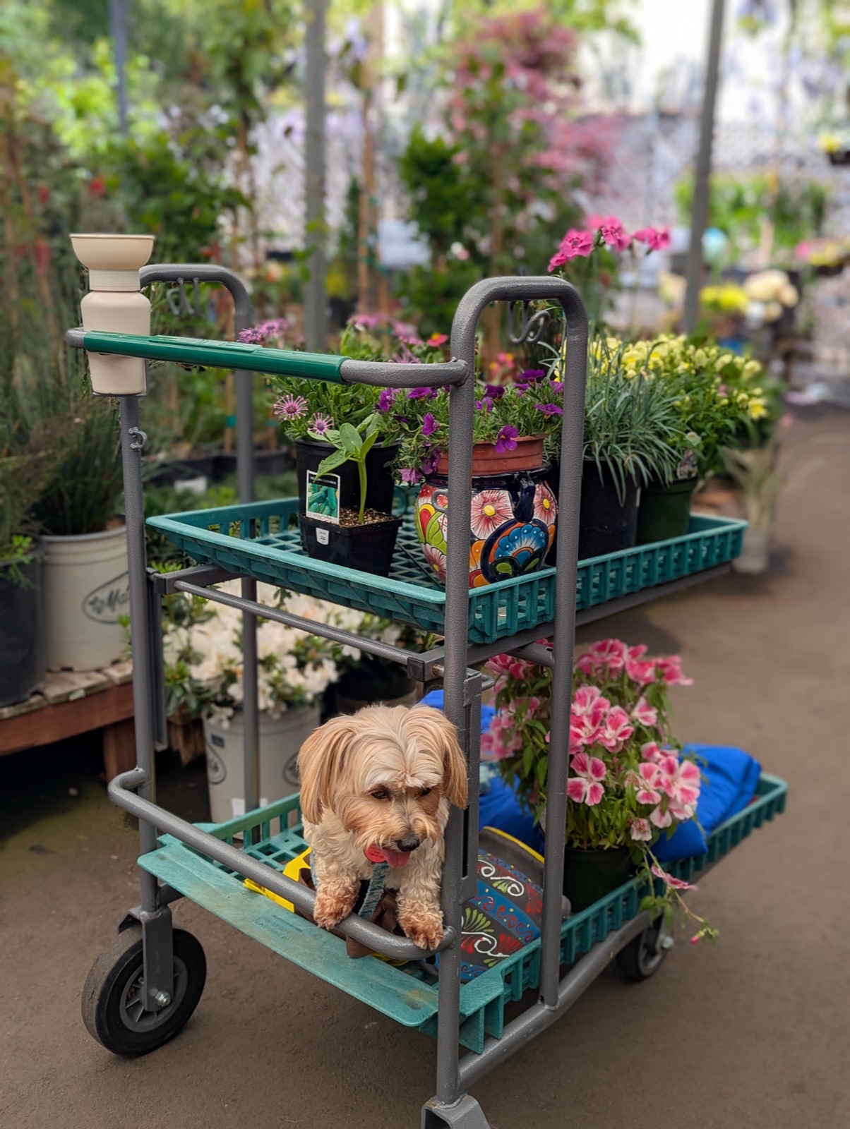 Too many plants: shopping at SummerWinds with Love, my foster-fail dog, April 2025