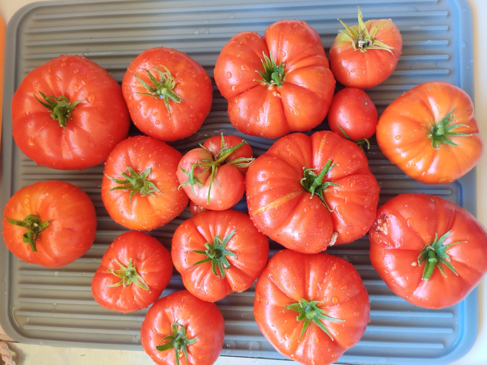 Tomato harvest, September 2021