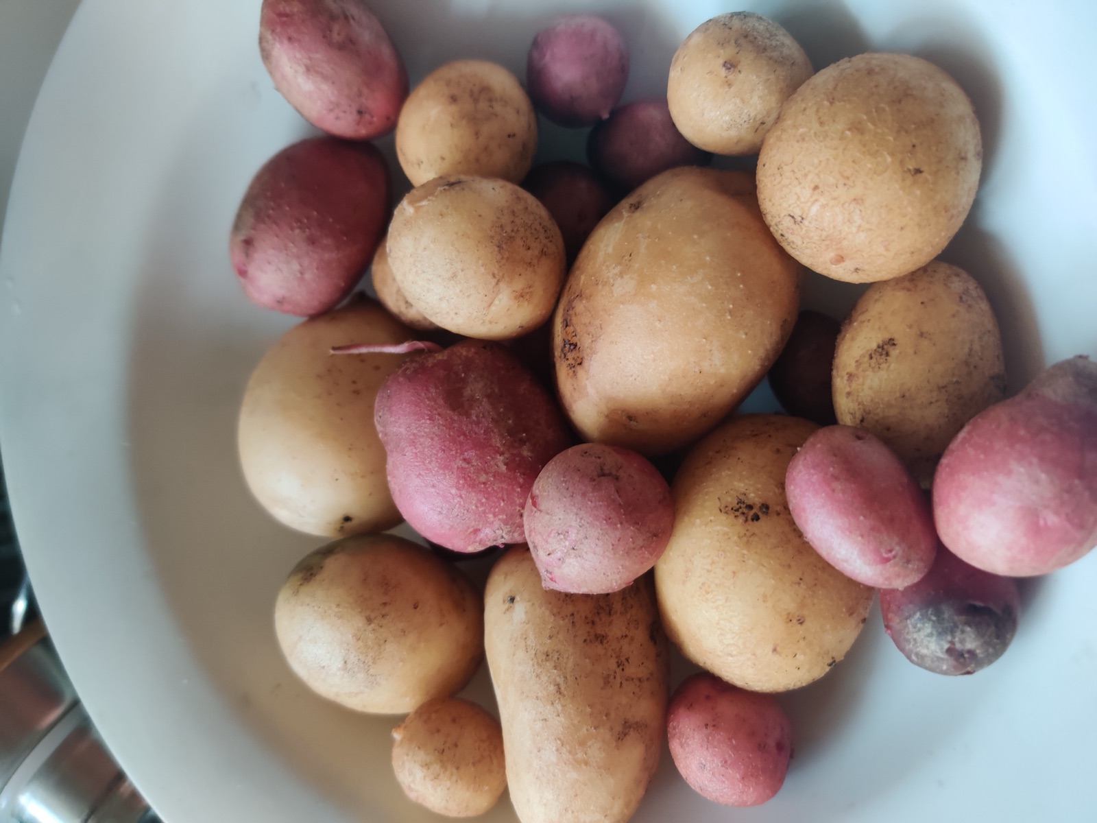 Red and yellow potatoes, February 2022