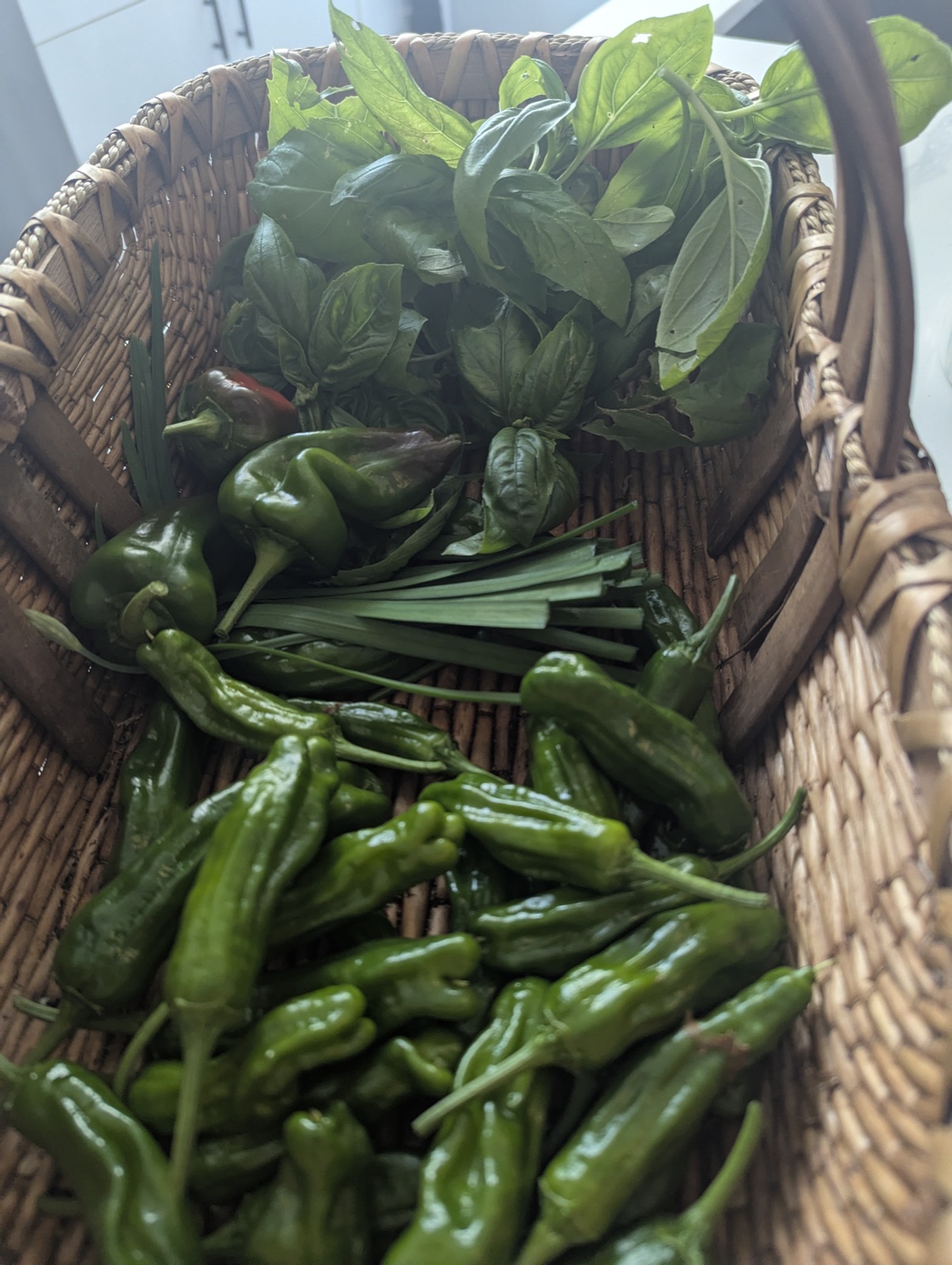 Shishito peppers and basil, September 2026