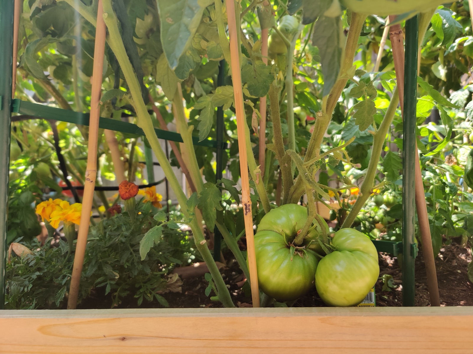 My first tomato planter, with marigolds, July 2021. It was an amateur version of the sturdy beds I have now, but it had a great yield.