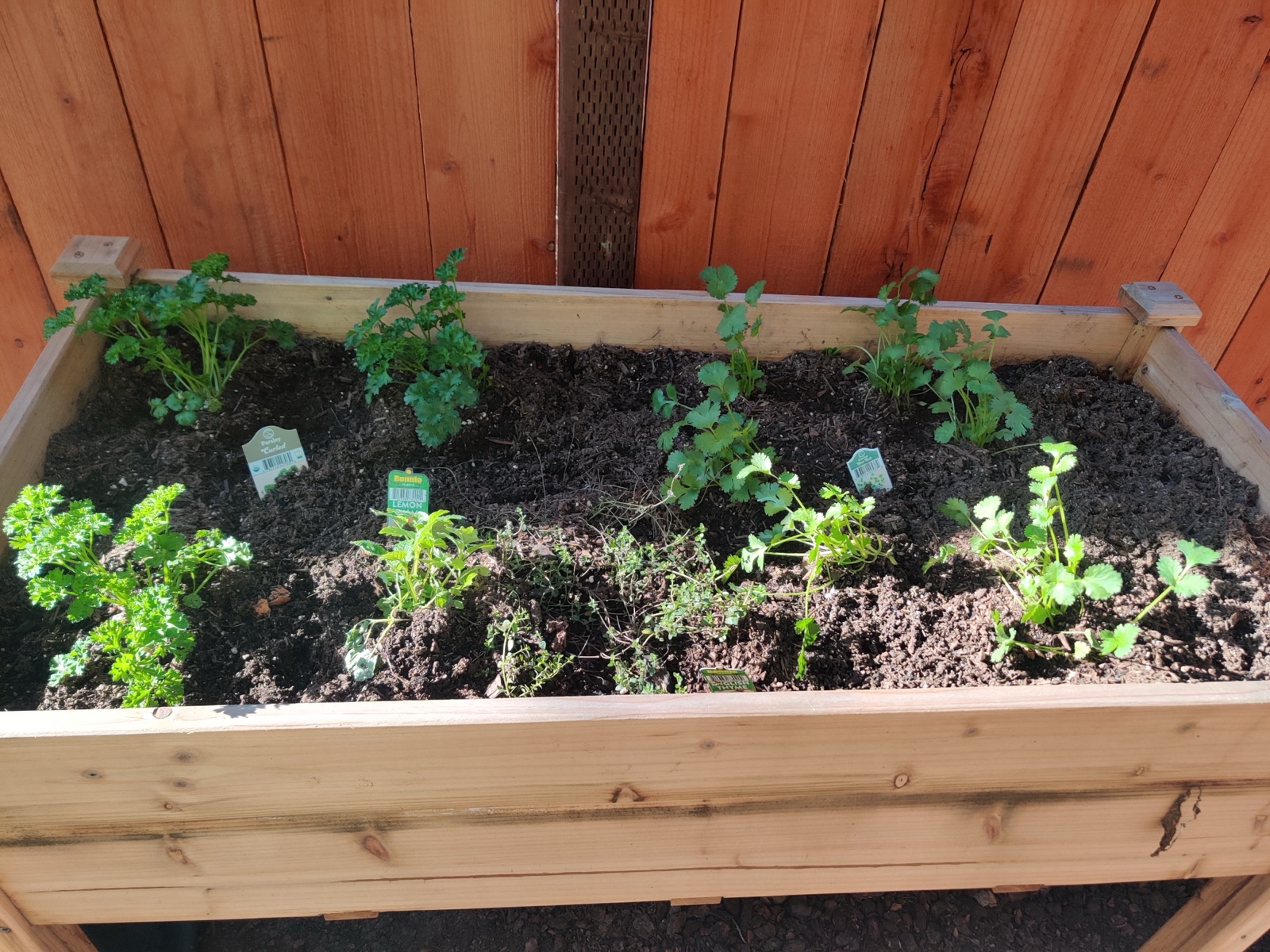 Herb bed, February 2022