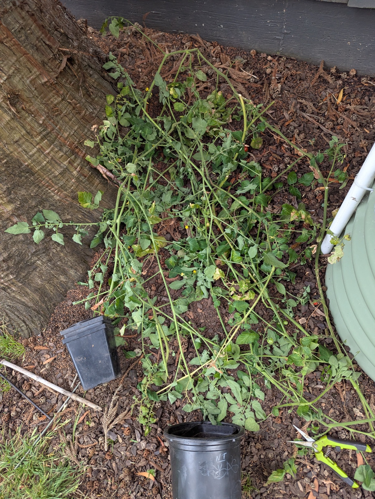 Tomato tops and suckers, July 2026. My Beefsteak and Black Krim plants were getting too tall and not producing, so I trimmed them and donated the cuttings to the San Mateo Arboretum Society.