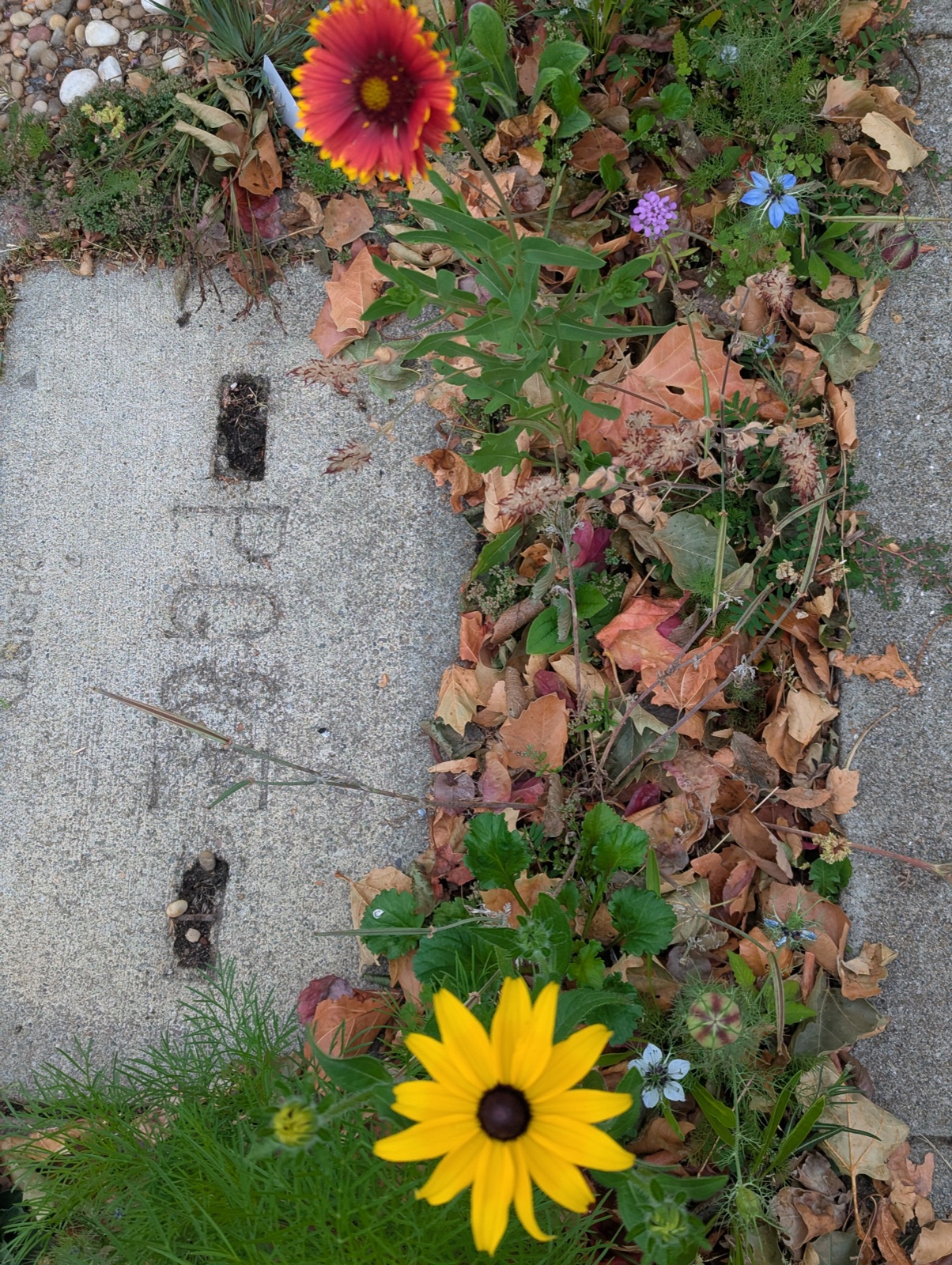 Blanket flower and black-eyed Susans in the bed, July 2025