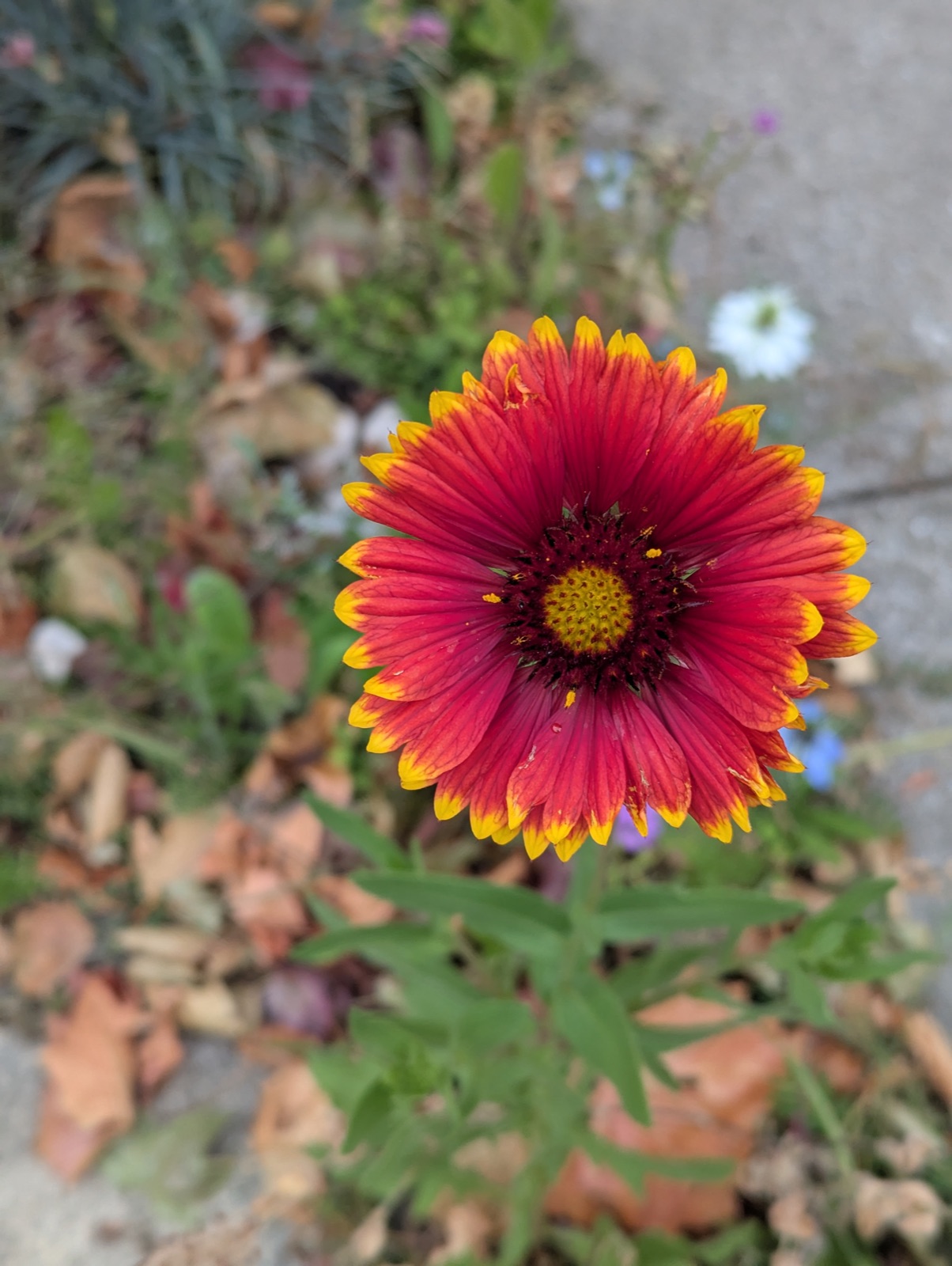 Blanket flower, July 2025