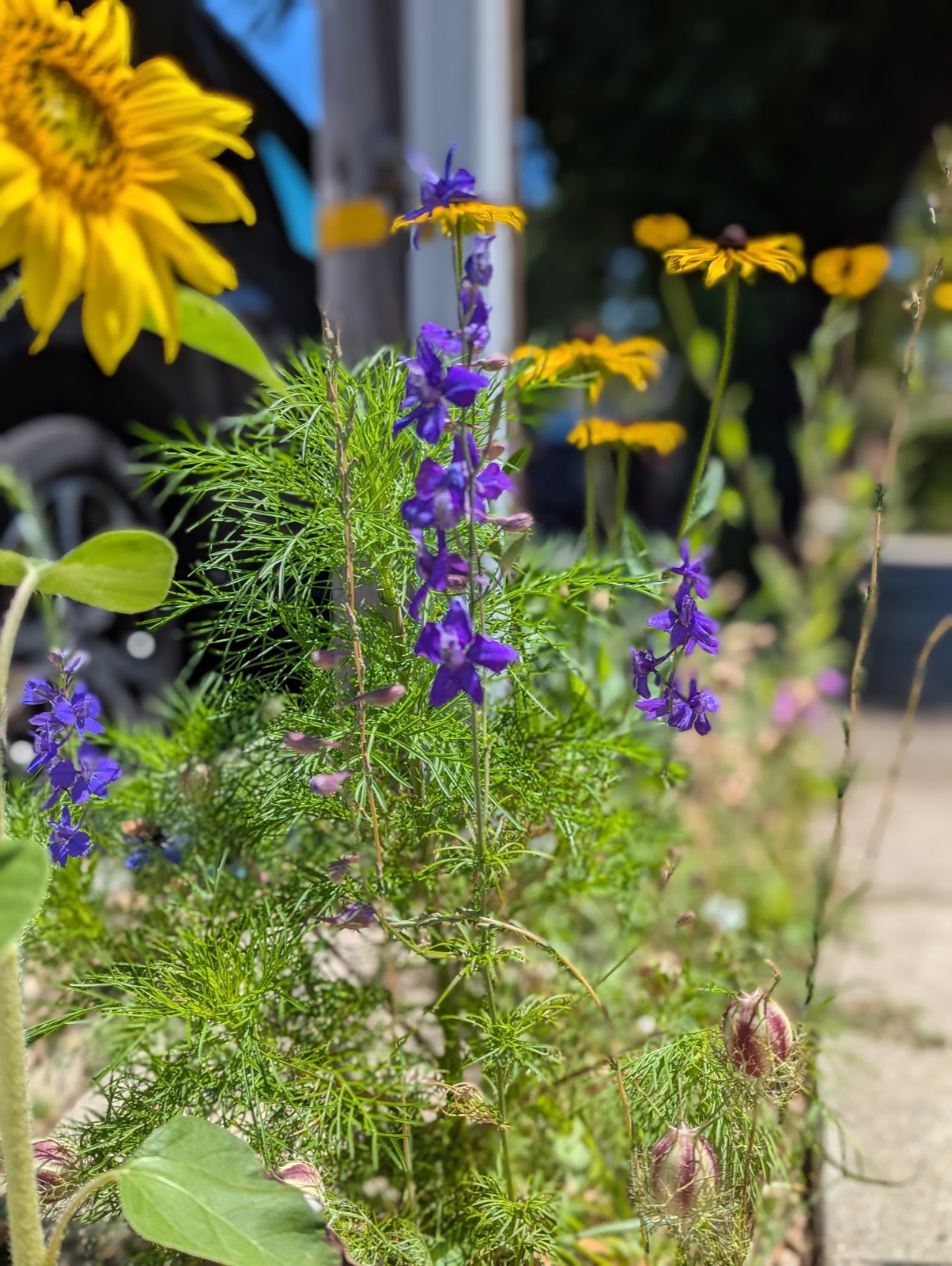 Larkspur with sunflower and black-eyed Susans, August 2025