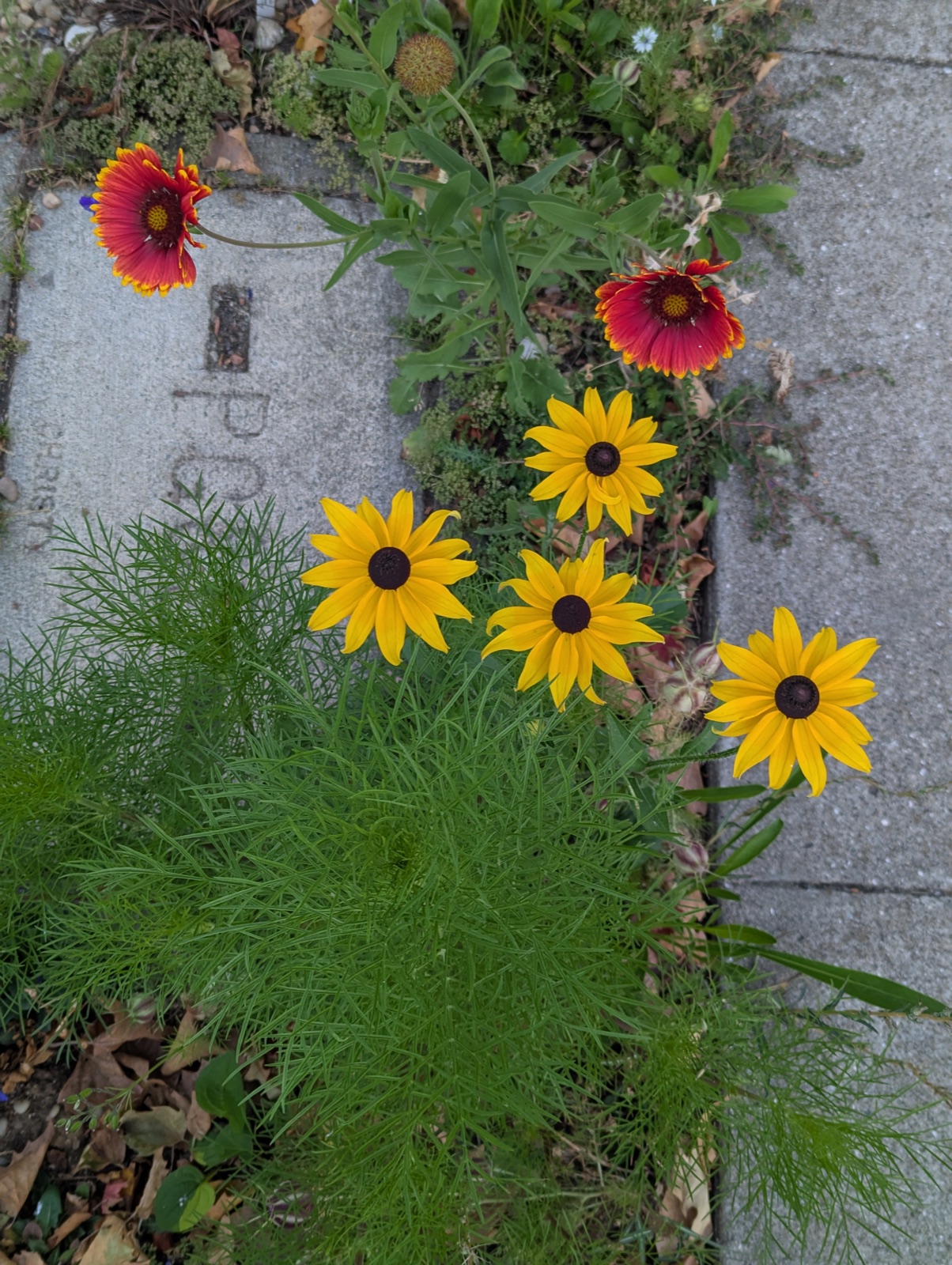 Blanket flower and black-eyed Susans along the sidewalk, August 2025