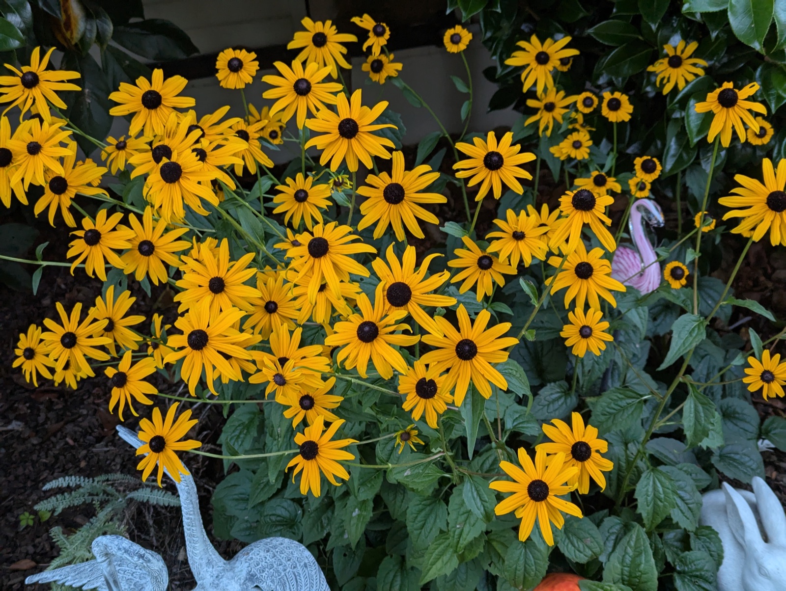 Black-eyed Susans, August 2025